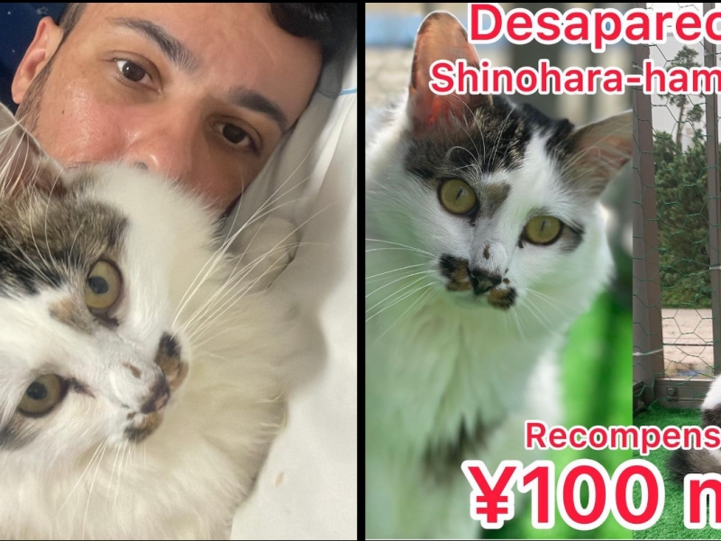 Brasileiro oferece ¥100 mil de recompensa para quem achar seu gato em Hamamatsu: “ele é a minha família no Japão”